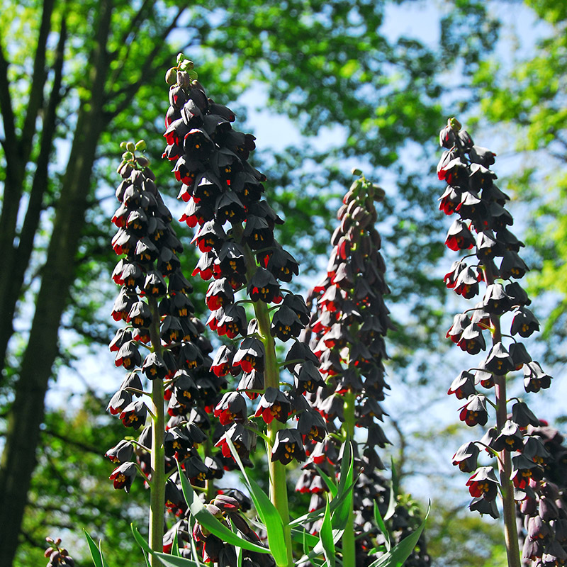 5725-Fritillaria-Persica