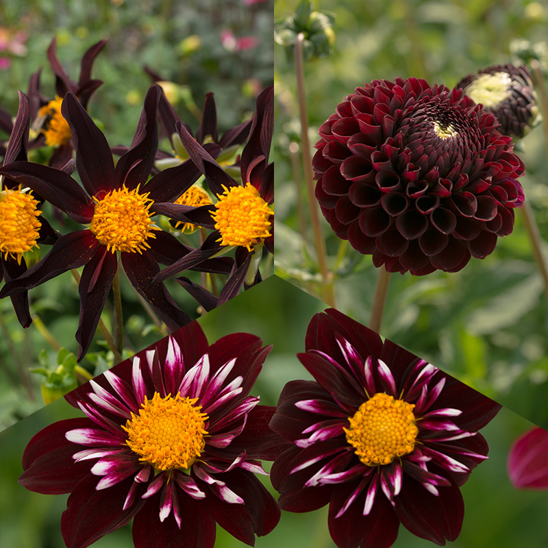 Dahlia pakket Dark Chique á 3
