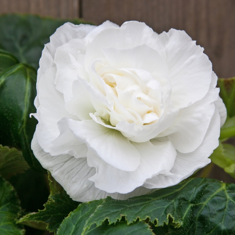 begonia_dubbel_wit Begonia double white