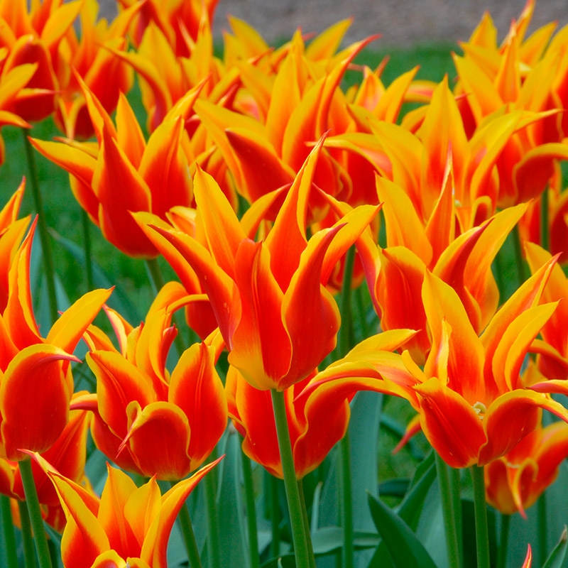 2220-tulipa-fly-away-01 Tulip Fly Away