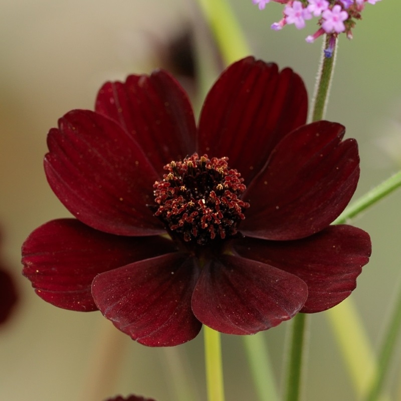 Chocolate cosmos - Cosmos atrosanguineus