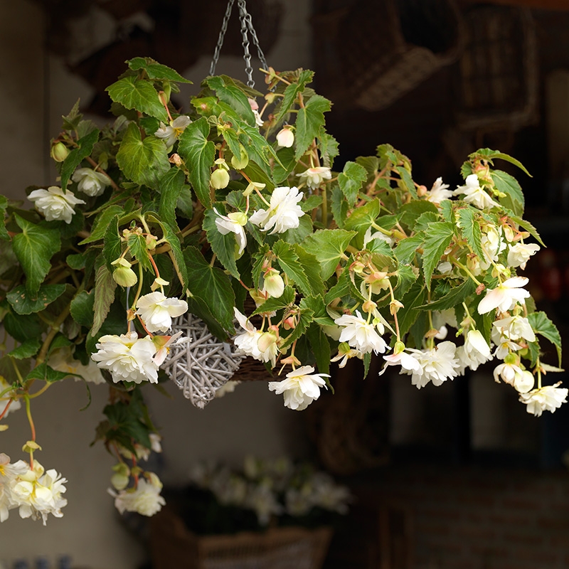begonia-pendula-wit-01-ibulb_1
