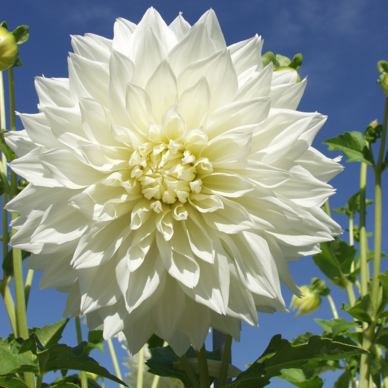 10560 Dahlia Fleurel®