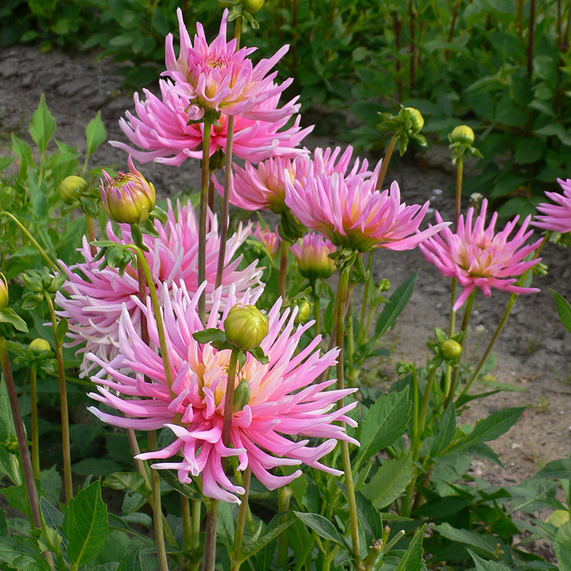 10250-Dahlia-Park-Princess-03