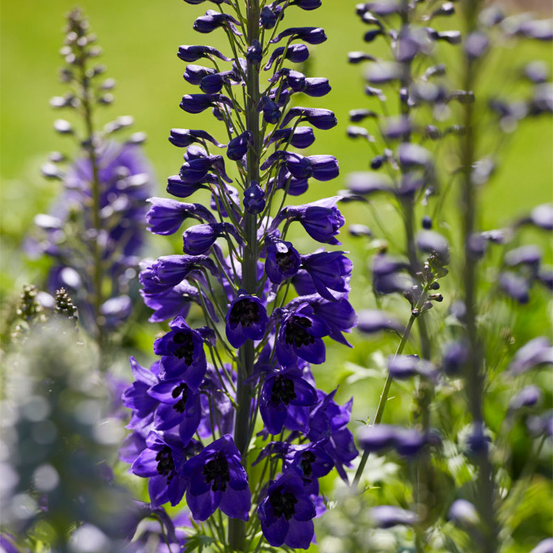 61001580-Delphinium-Black-Knight Larkspur (Delphinium) 'Black Knight'