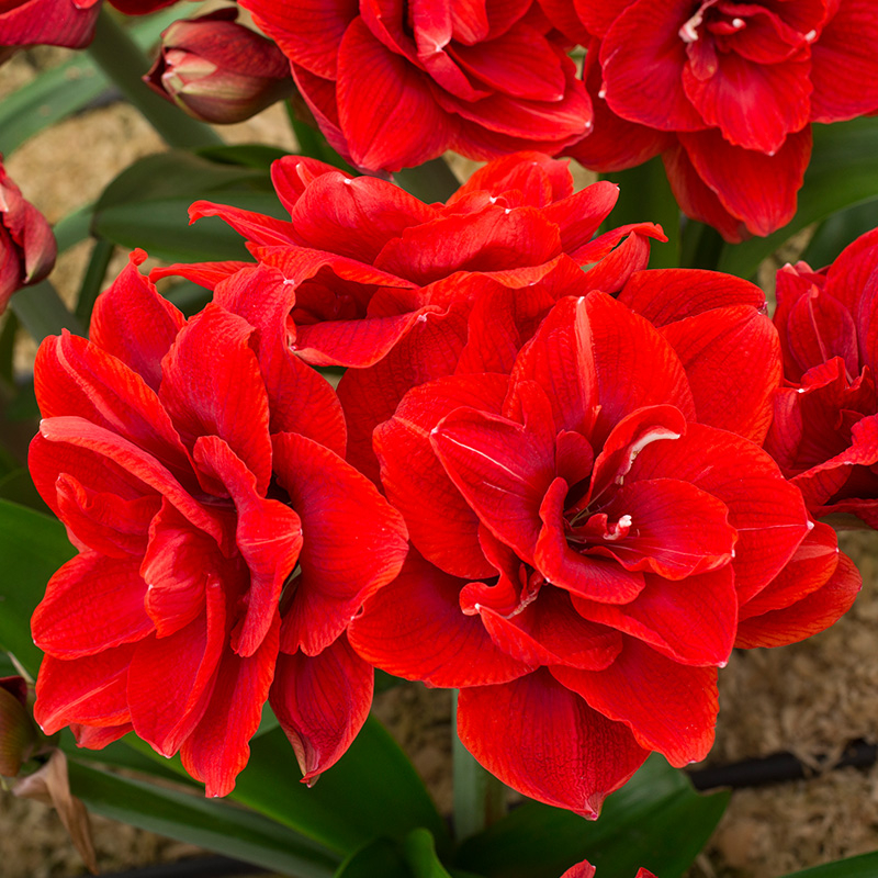 9514-hippeastrum-cherry-nymph-01