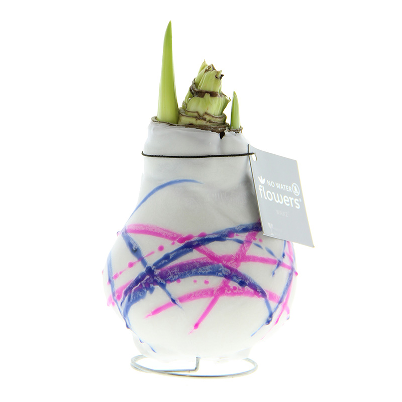 Wax Amaryllis Karel Appel Blue