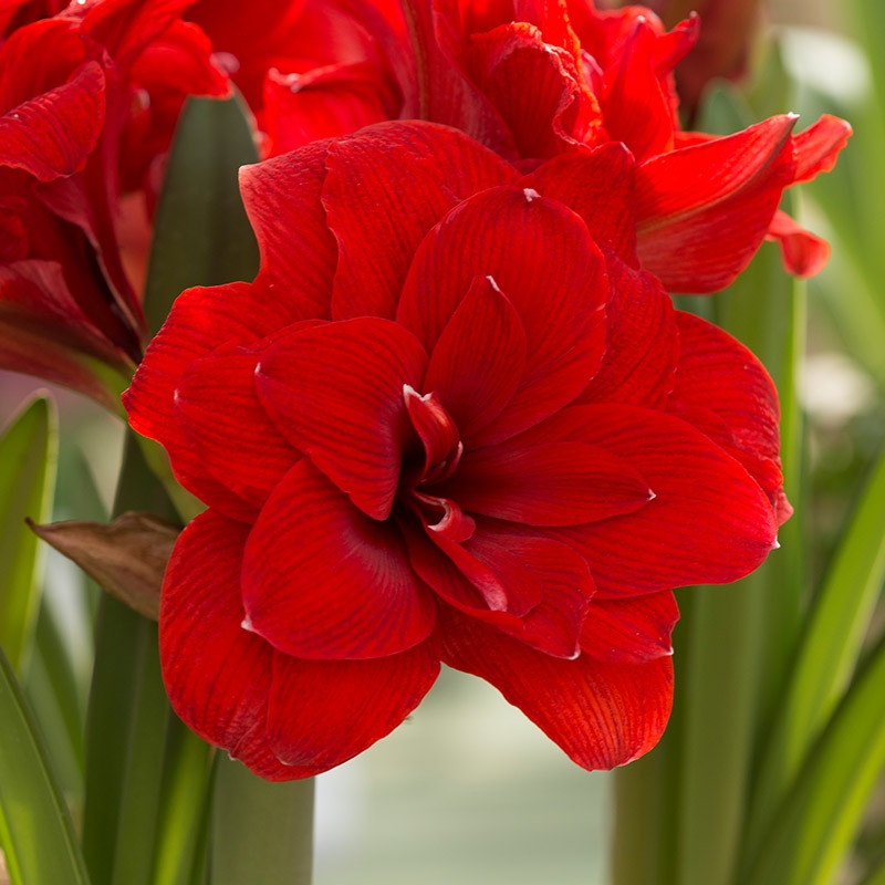 Amaryllis Double Dragon