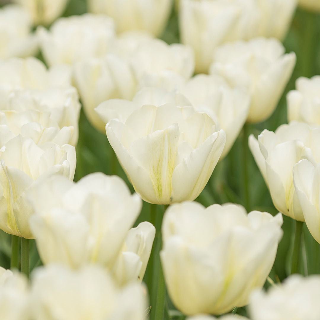 Tulip Green Spirit