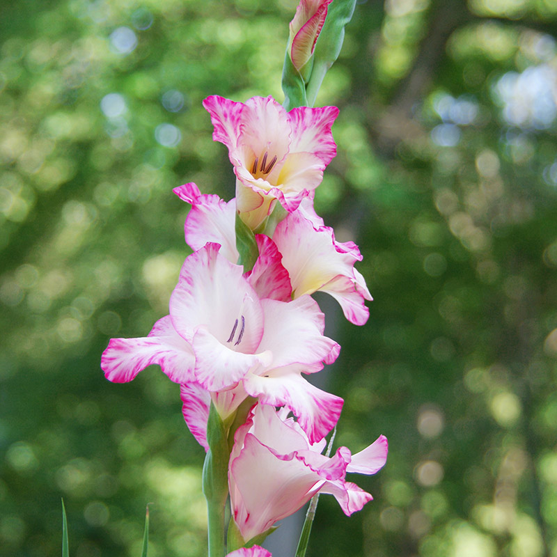60095-Gladiolus-Priscilla01