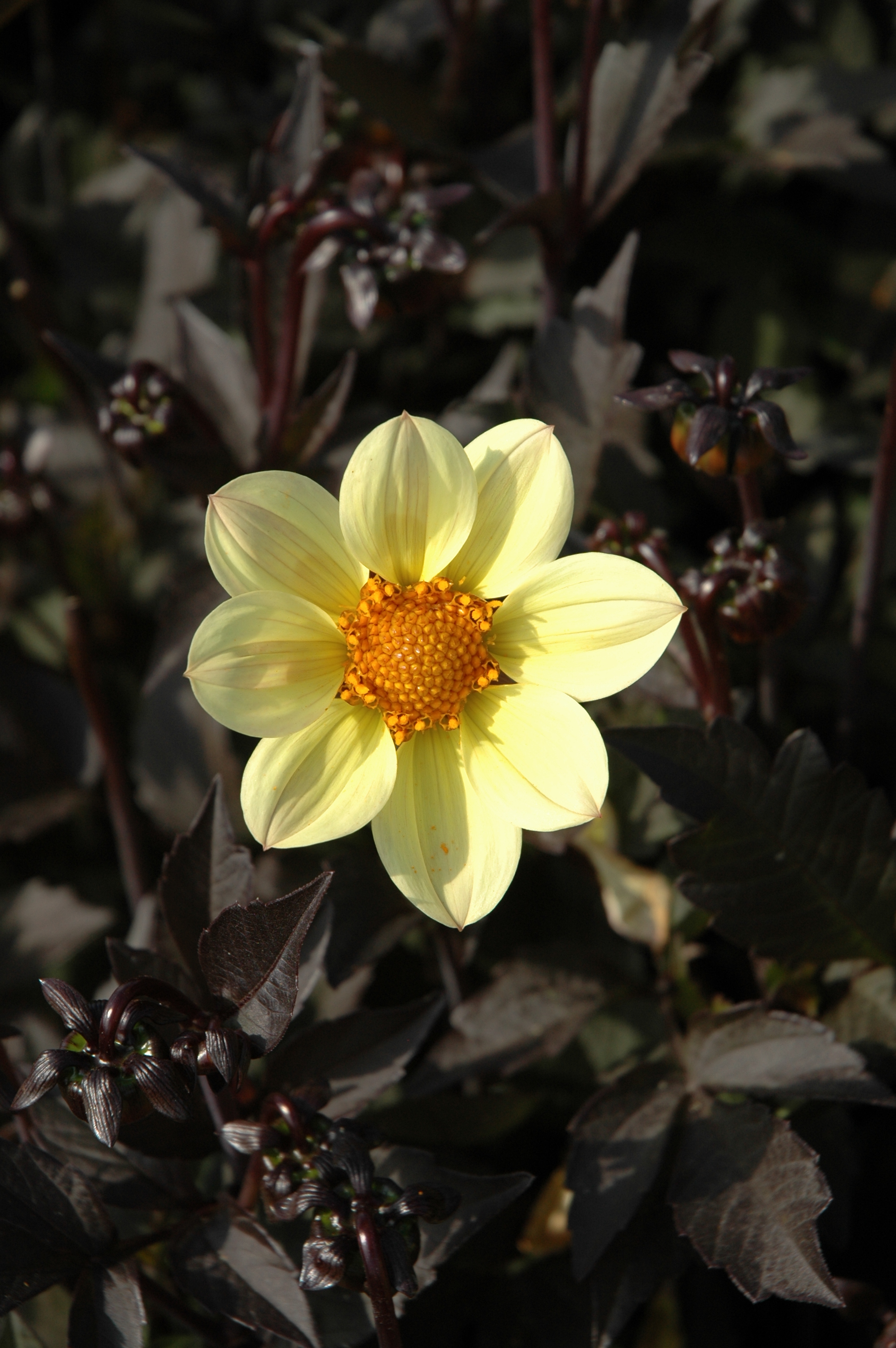 happy_days_lemon_hdle105_st_