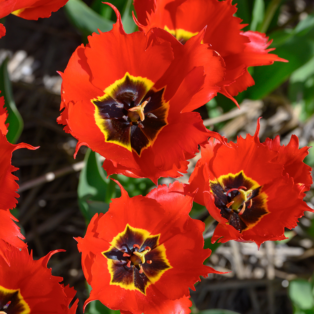 Tulip Robbedoes