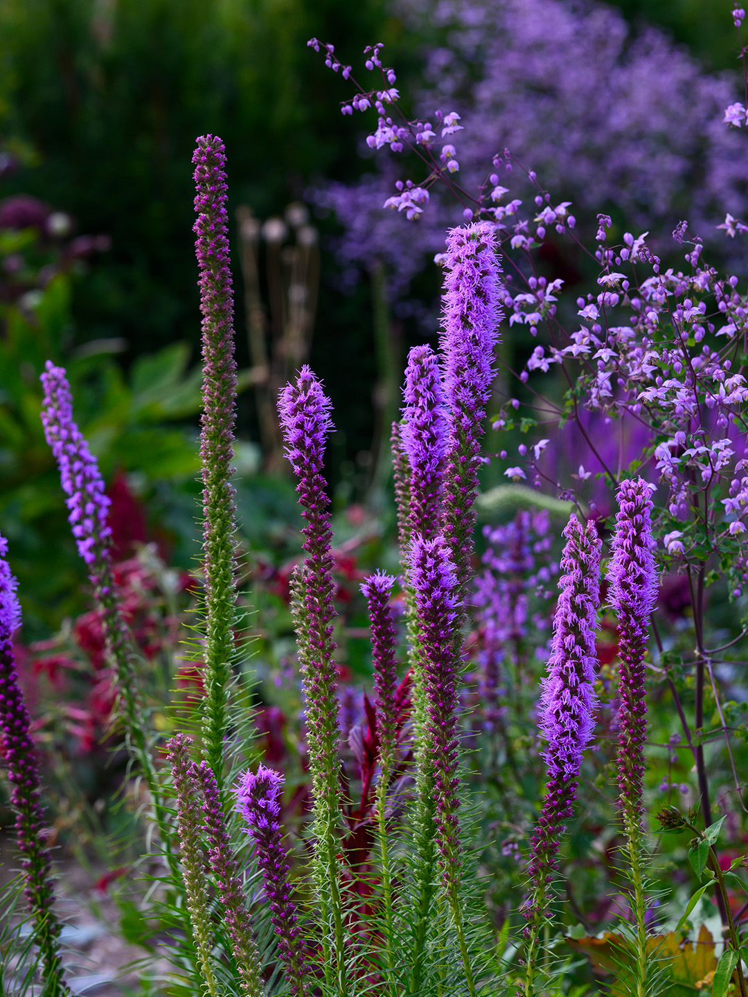 Gayfeather (Liatris) Spicata
