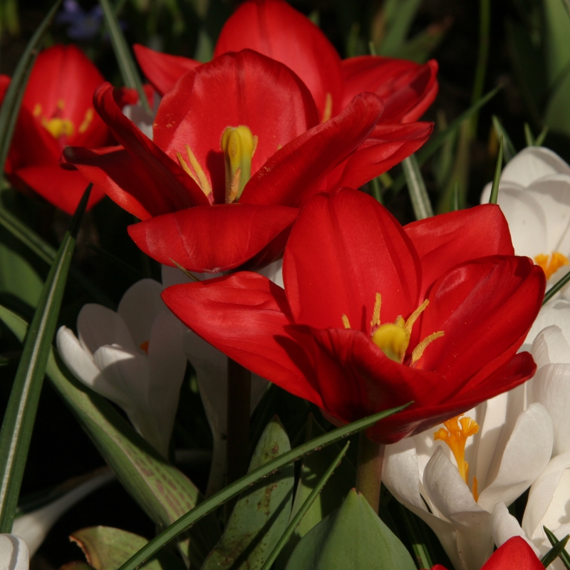 Tulip Showwinner