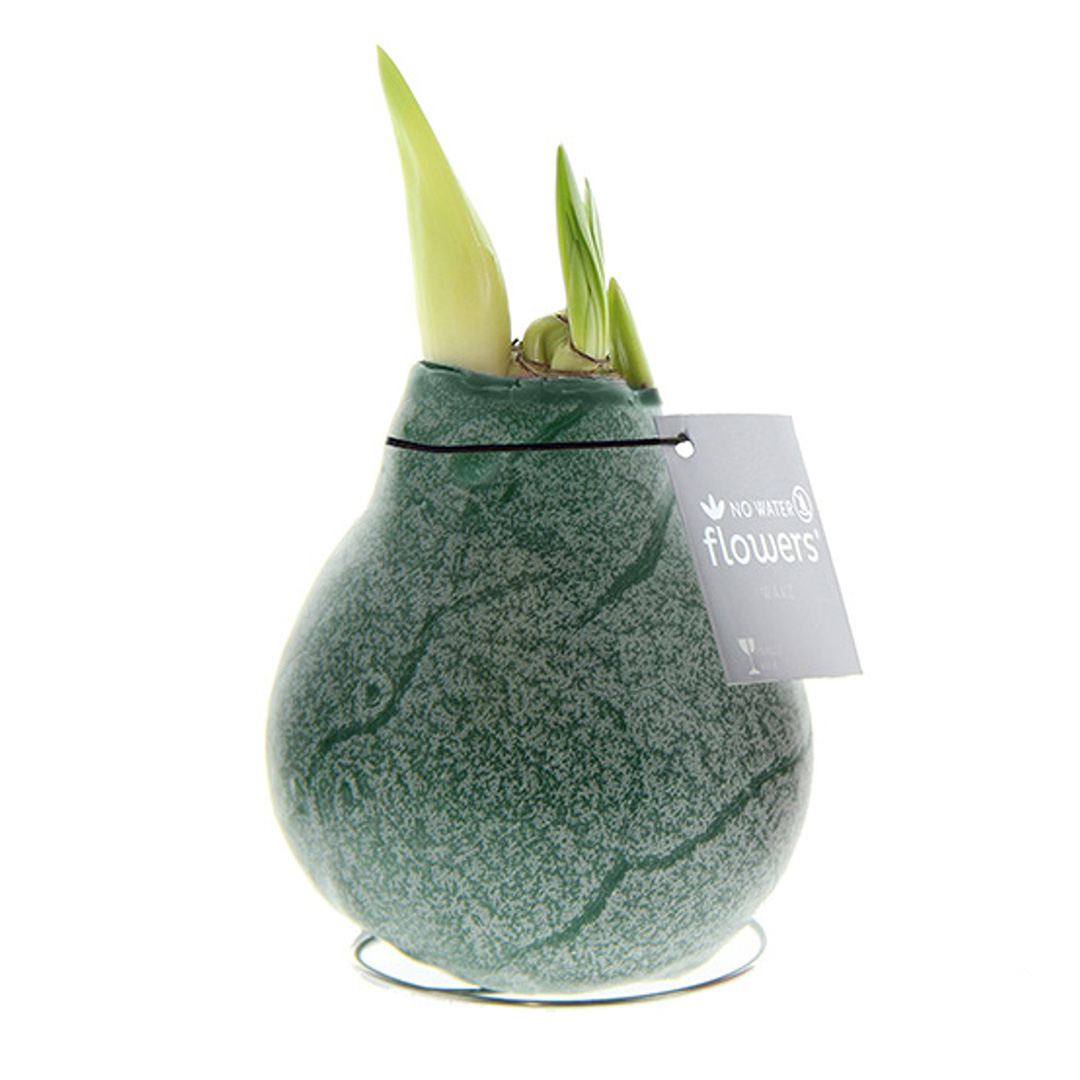 Wax Amaryllis Marble Green