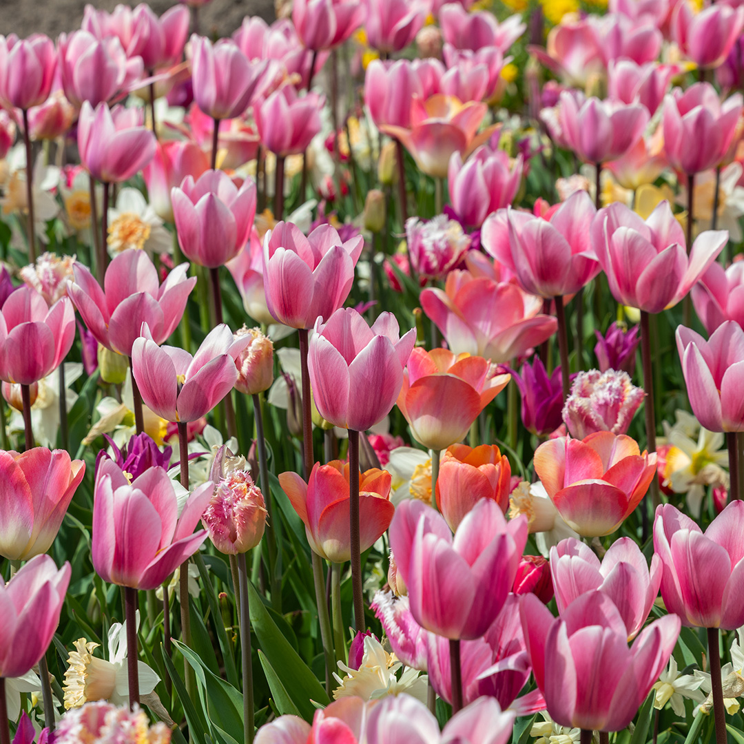 Tulip and Daffodil mix "Sakura"