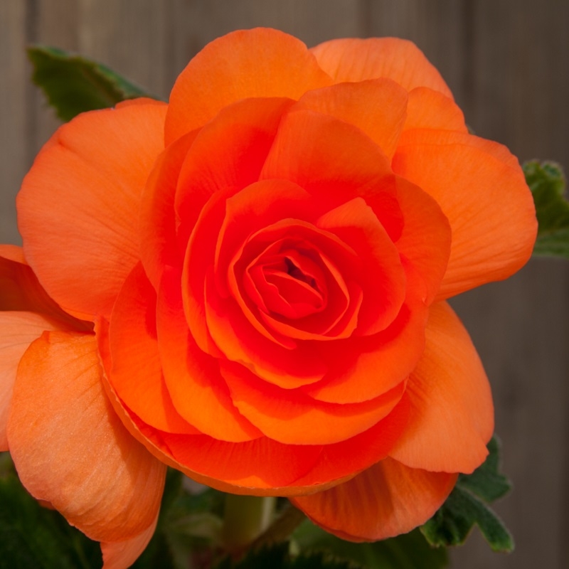 30020 Begonia double orange
