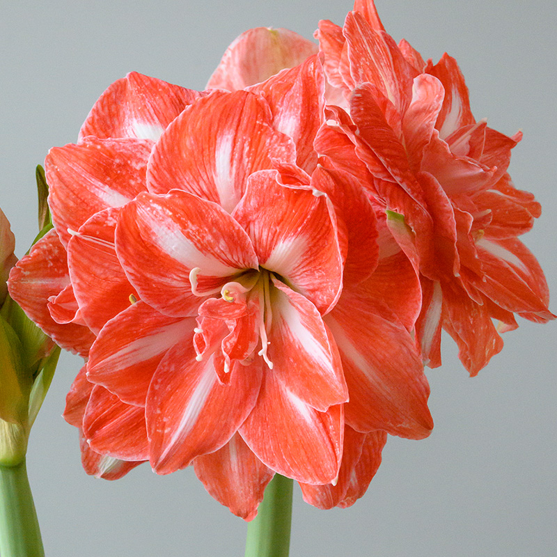 Amaryllis Sunshine Nymph