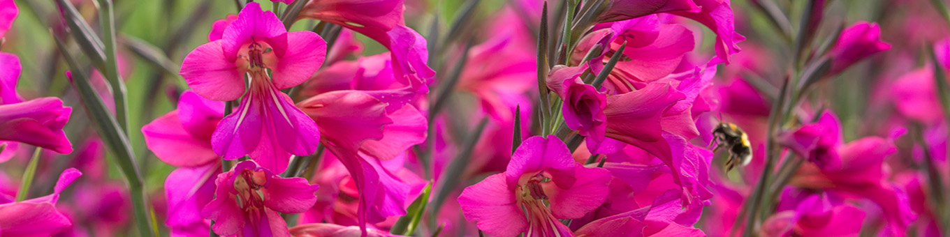 All About Gladioli