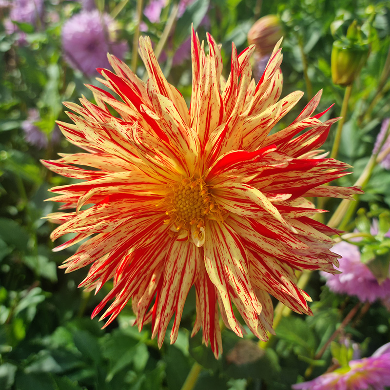 10674-Dahlia-Striped-Vulcan-03