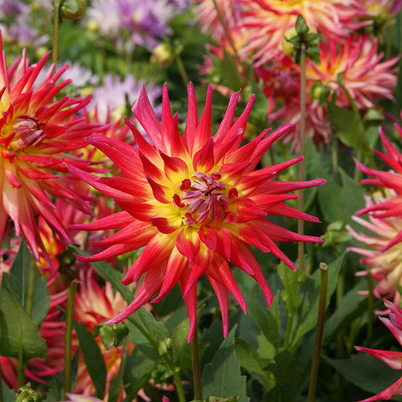 10054-Dahlia-Electric-Flash-02