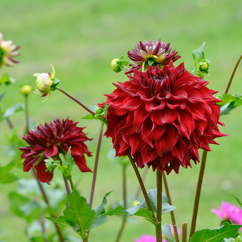 10067-Dahlia-Spartacus-02