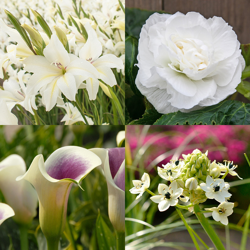 4406010-Bloembollenpakket-White-Garden