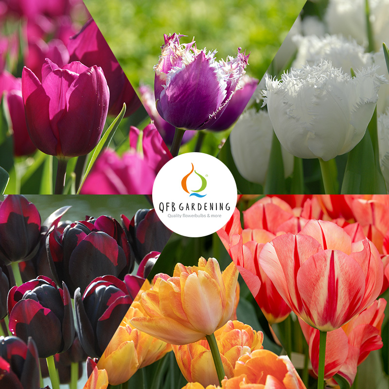 Albert's Spring Bulb Collection