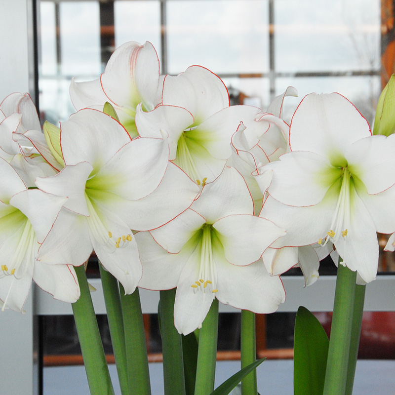 9565-hippeastrum-picotee-02