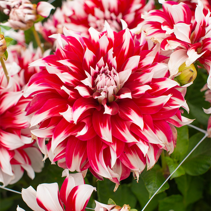 10023-Dahlia-X-Factor-R