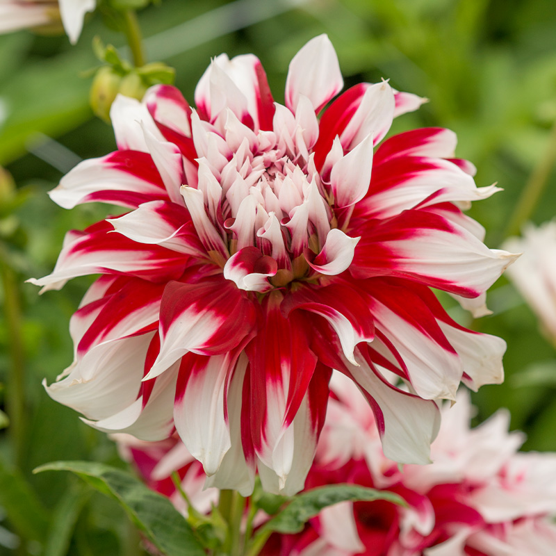 10023-Dahlia-X-Factor-02-R