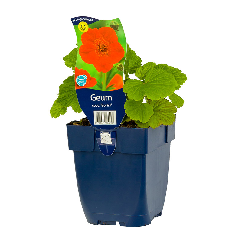 61001630-Geum-occ-Borisii-pot