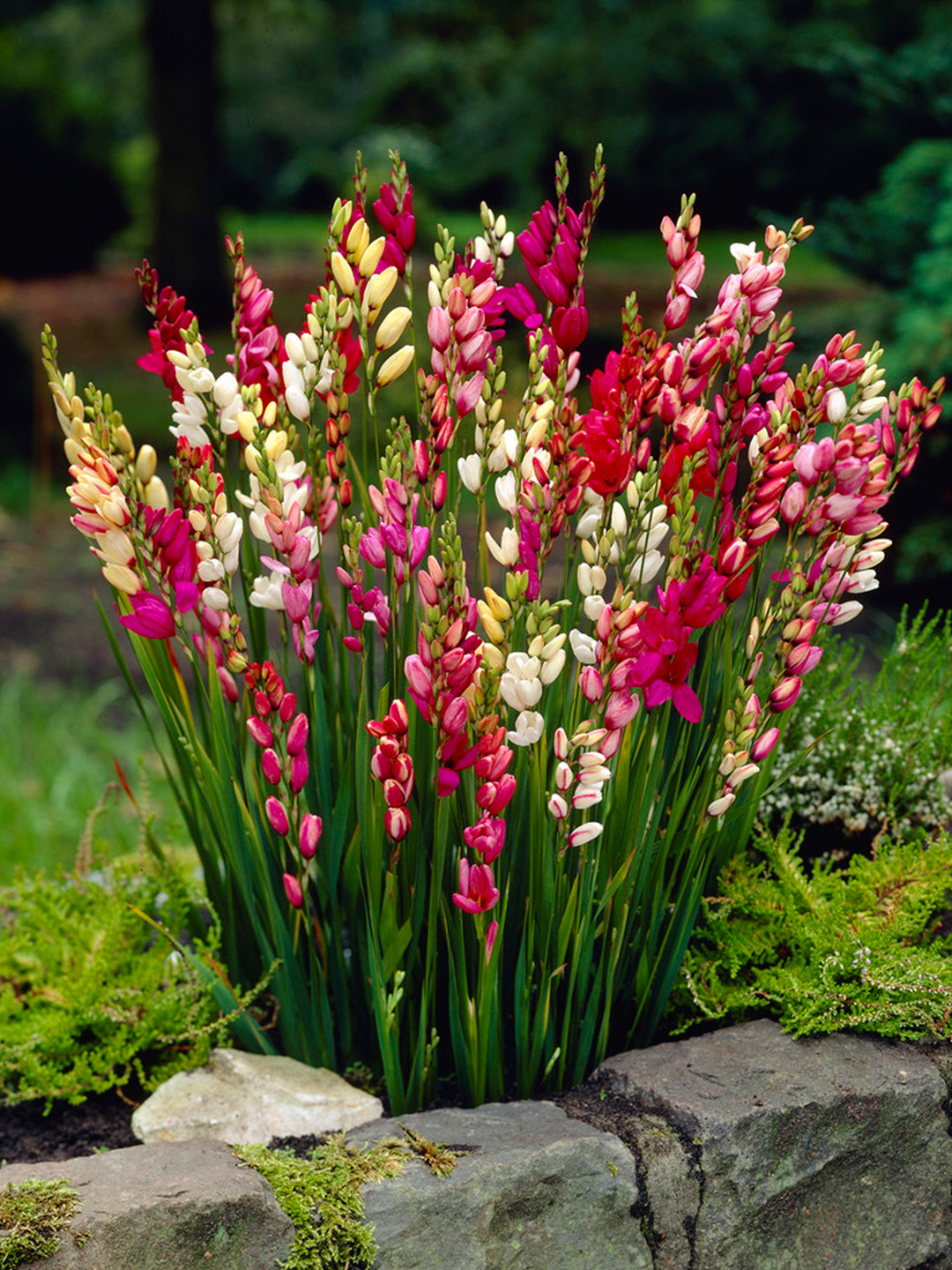 Ixia mixed