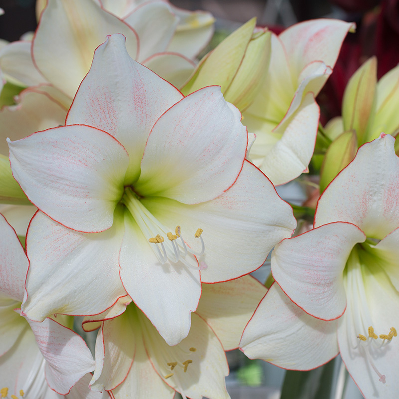 9565-hippeastrum-picotee-01 Amaryllis Picotee