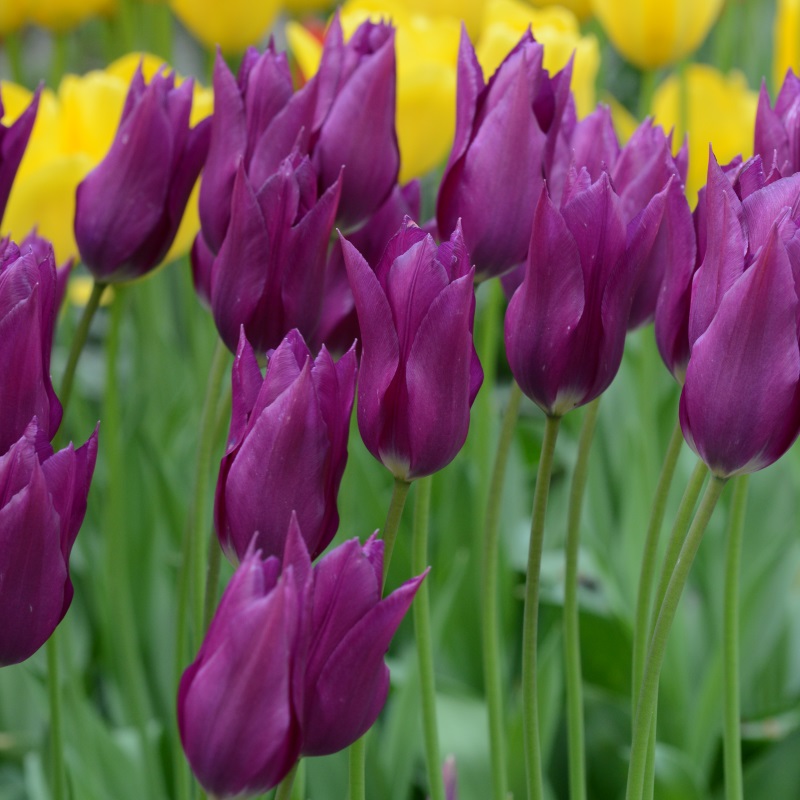 Explore Shizuoka | Yoshida Park Tulip Festival - A
