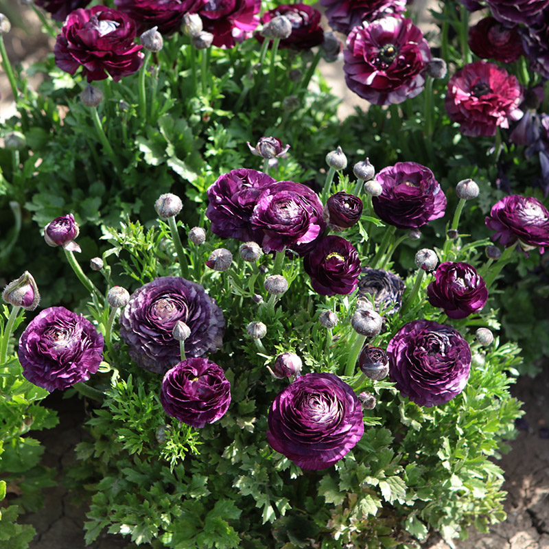 Ranunculus Aviv Purple