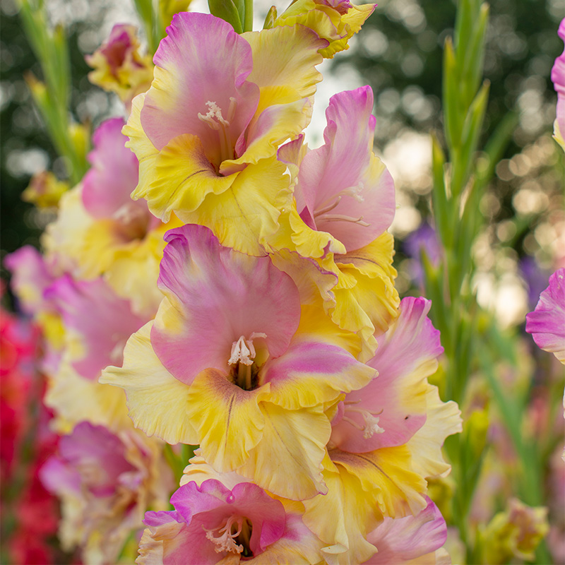 Gladiolus Mon Amour®