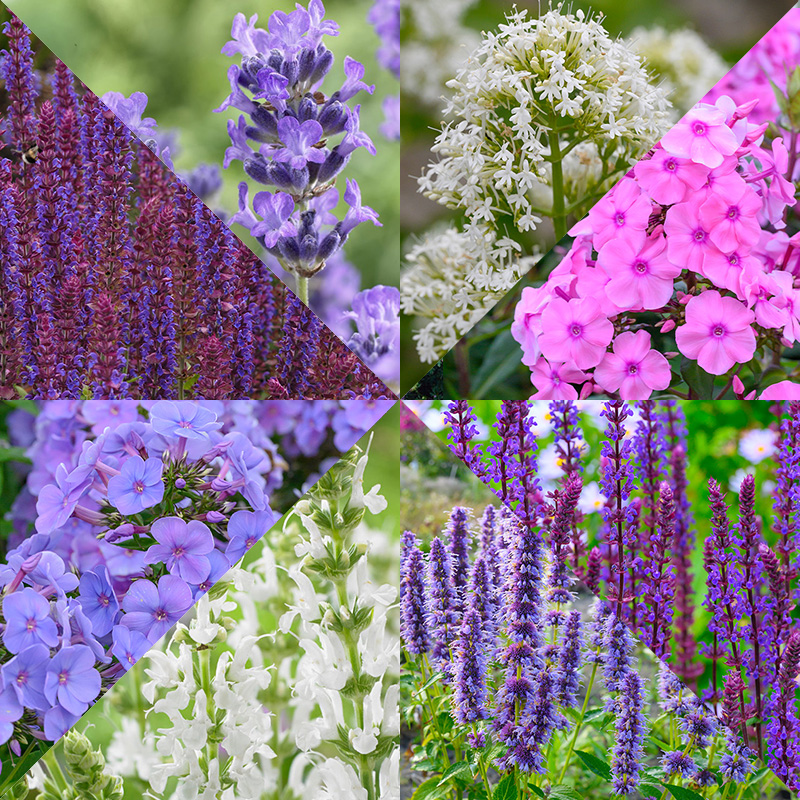 Border Collection Fragrant Plants