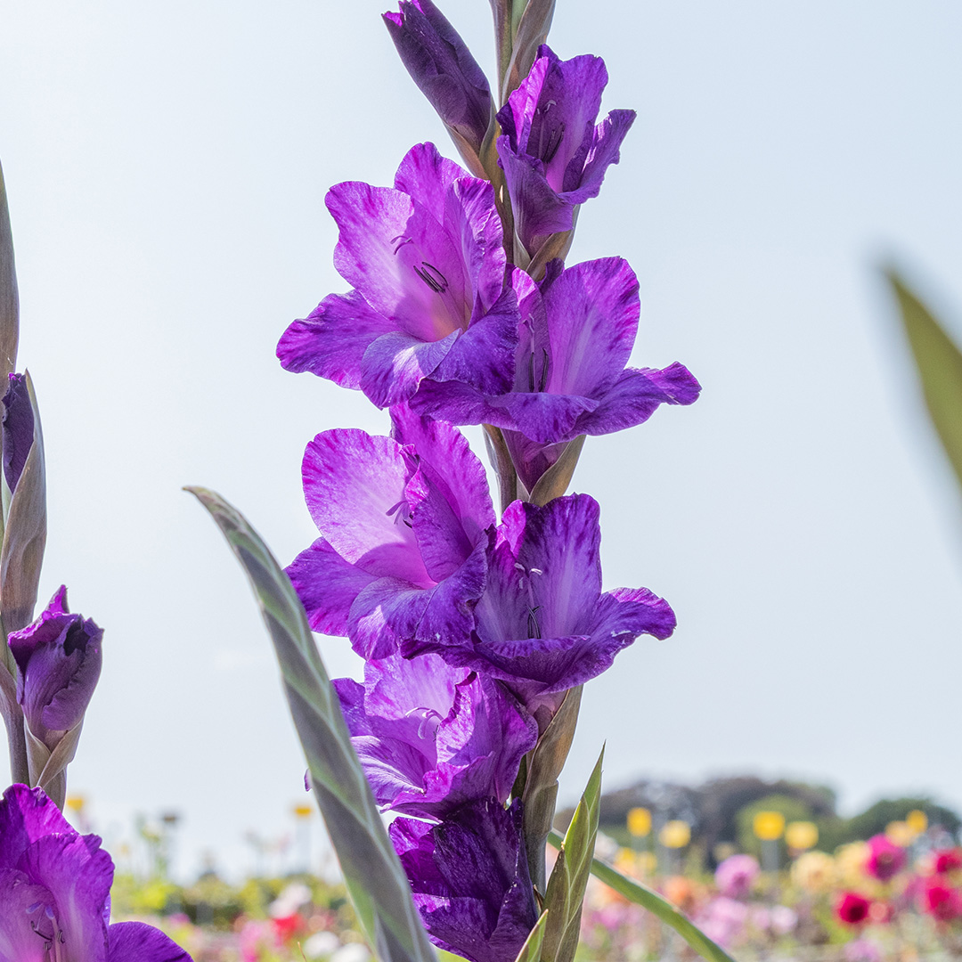Gladiolus Performer