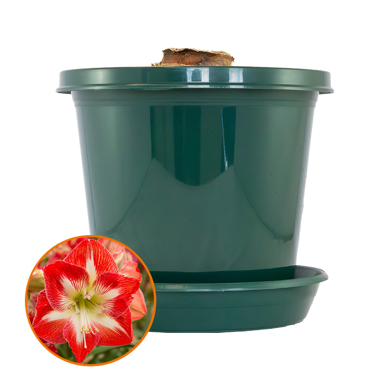 Amaryllis Minerva in pot and in gift box