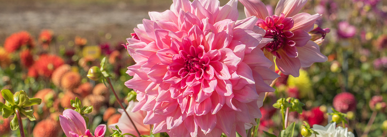 The most beautiful giant dahlias + care tips