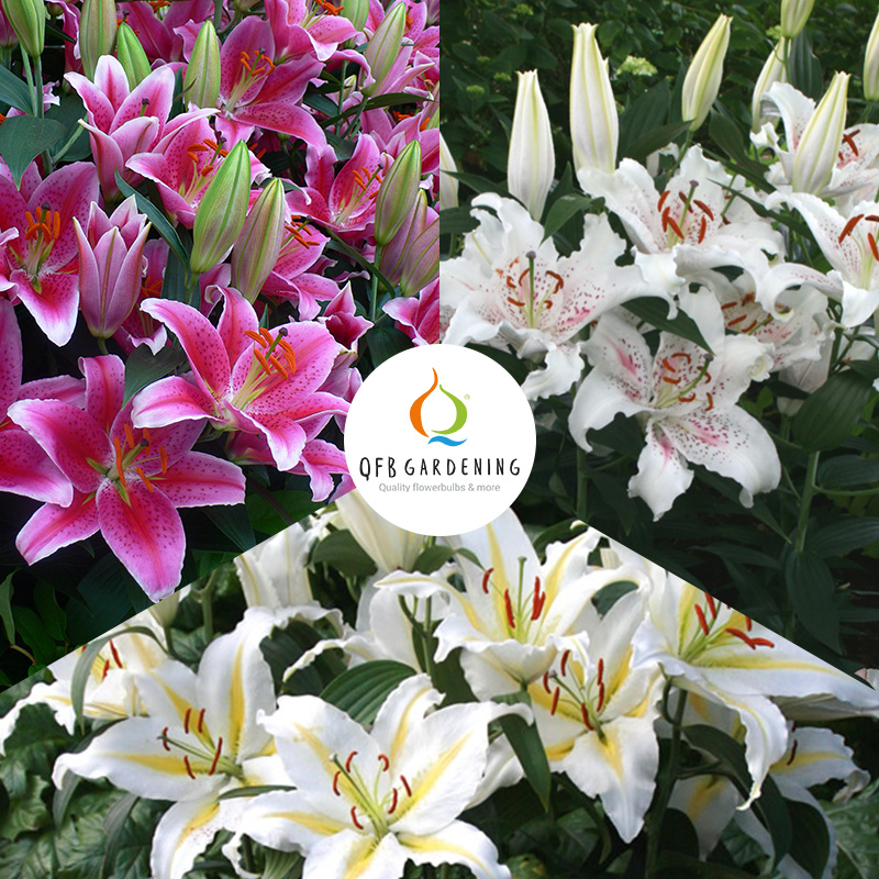 9056-Oriental-Lilium-mix-Colourful-Scent-logo