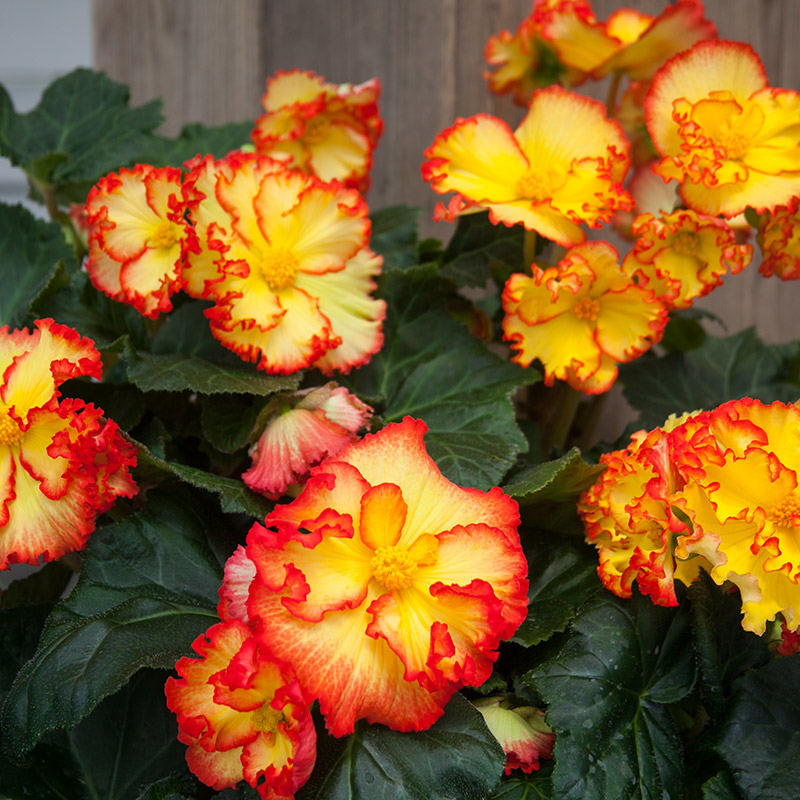 30115-Begonia-Crispa-Marginata-Geel Begonia Crispa Margina yellow-red