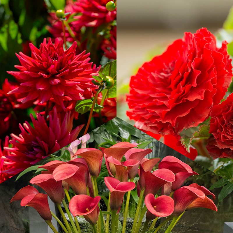4403010-Rode-Bloembollen-mix-Red-Summer