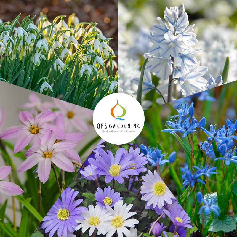 1245-Bloembollenpakket-Wild-Bunch-logo