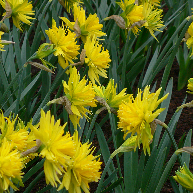 3022-Narcissus-Rip-van-Winkle-02