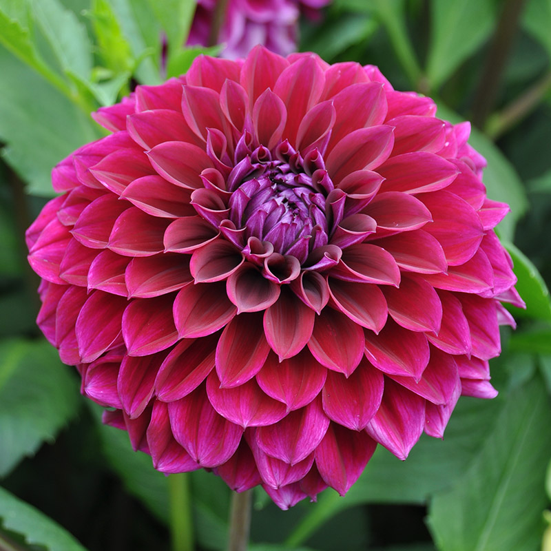 dahlia-diva