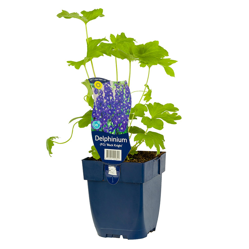 61001580-Delphinium-Black-Knight-pot