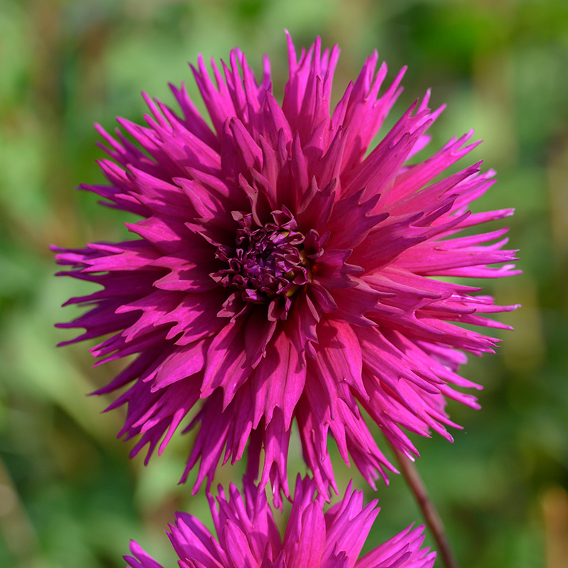 10034-Dahlia-Ambition Dahlia Ambition