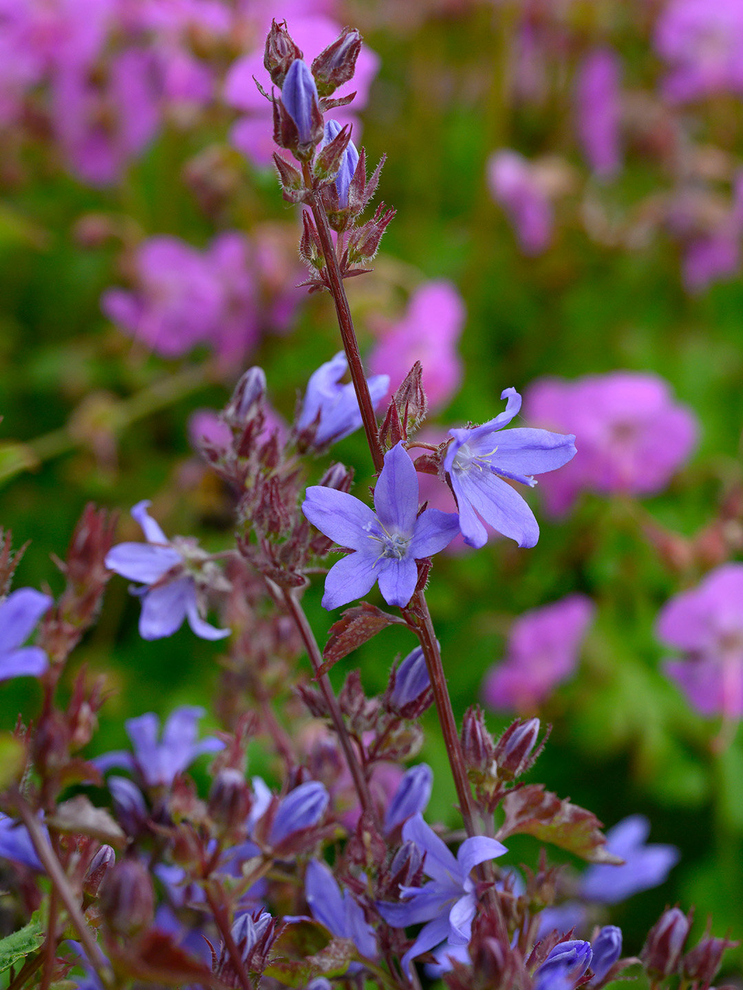 Trailing bellflower - Campanula poscharskyana